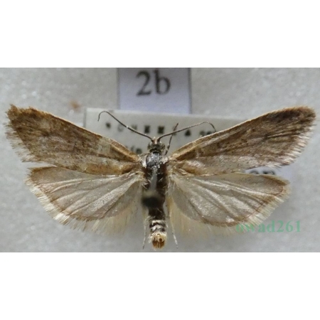 Tortricodes alternella (Denis & Schiffermüller, 1775) Czech2b